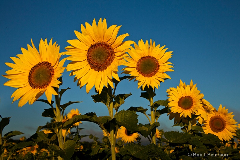 Sunflowers lineup