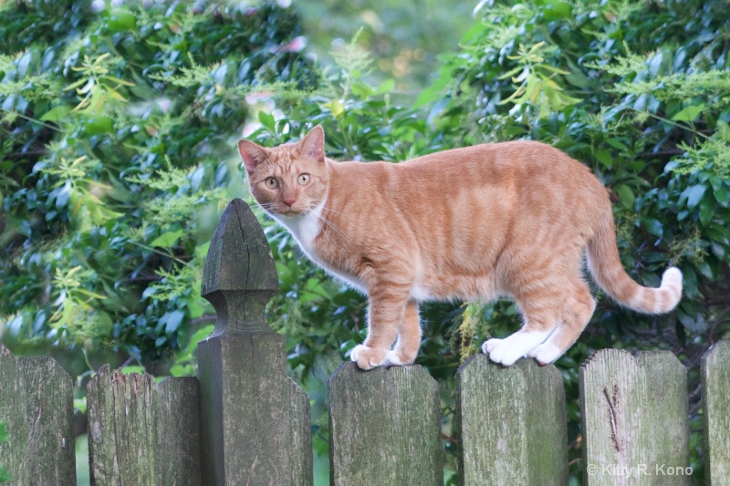 Tango on the Fence