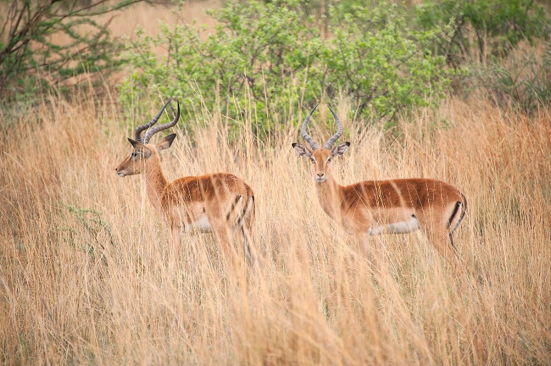 Impala, Pilanesberg Reserve