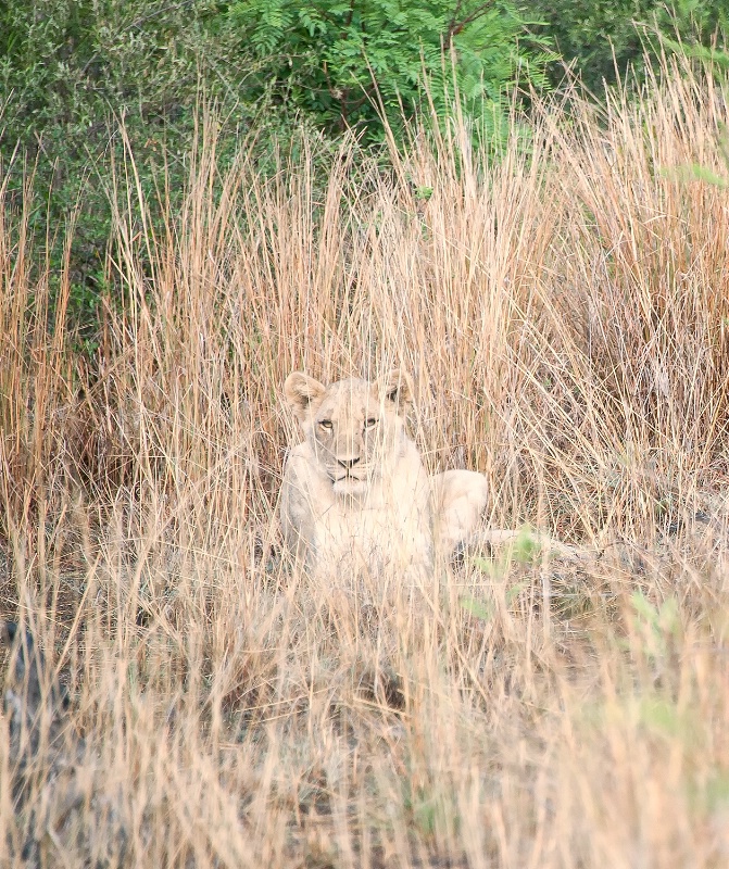 Lion, Pilanesberg Reserve