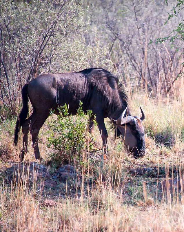 Wildebeest,  Pilanesberg Reserve