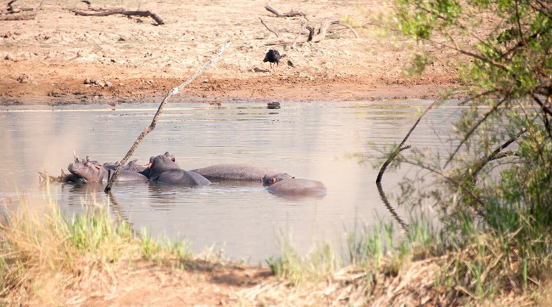 Hippopotamus, Pilanesberg Reserve