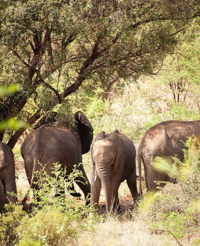 Elephant, Pilanesberg Reserve