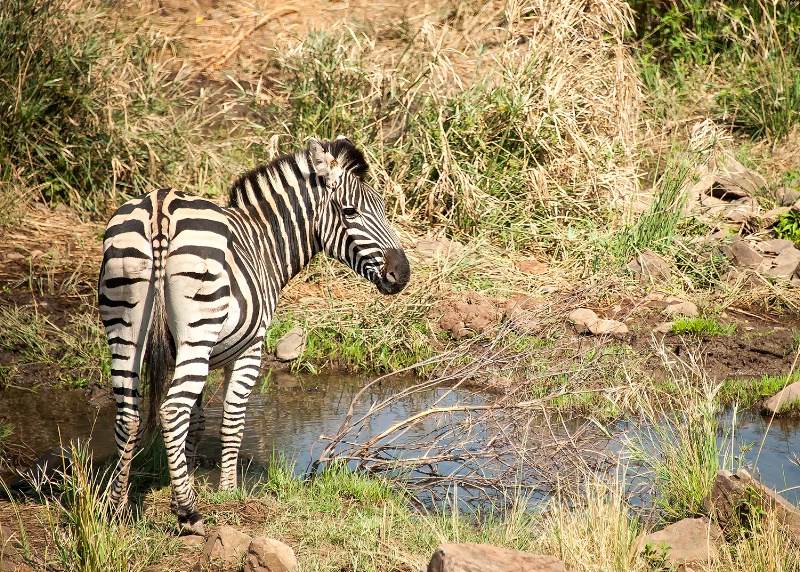 Zebra, Pilanesberg Reserve