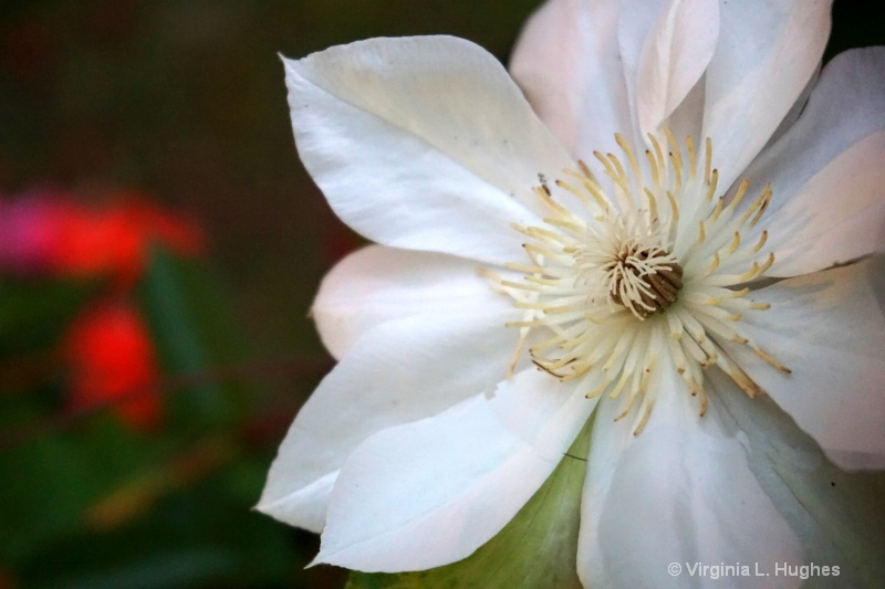 White Beauty