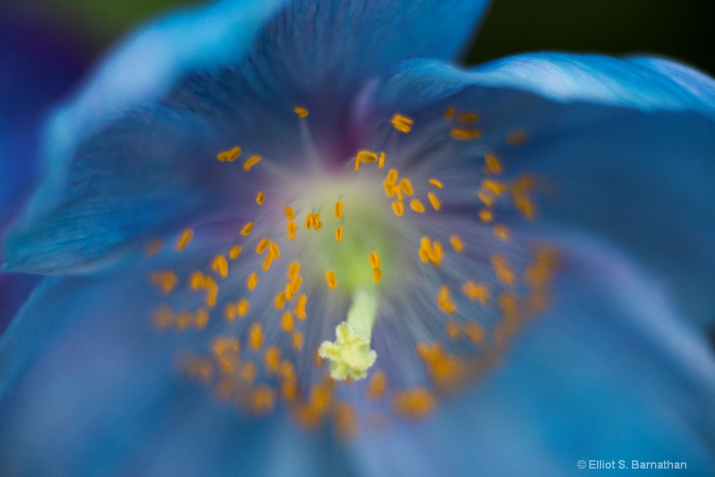 Blue Poppy 10