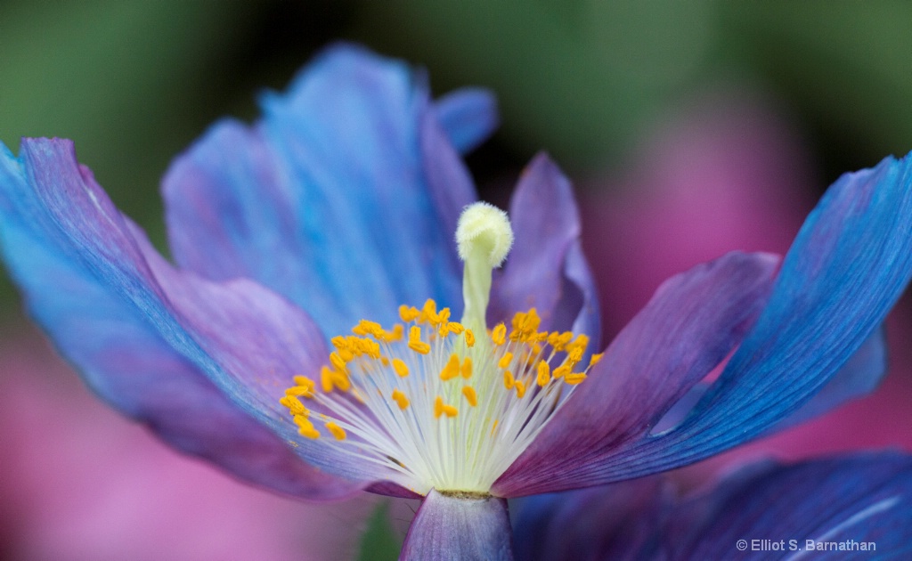 Blue Poppy 9