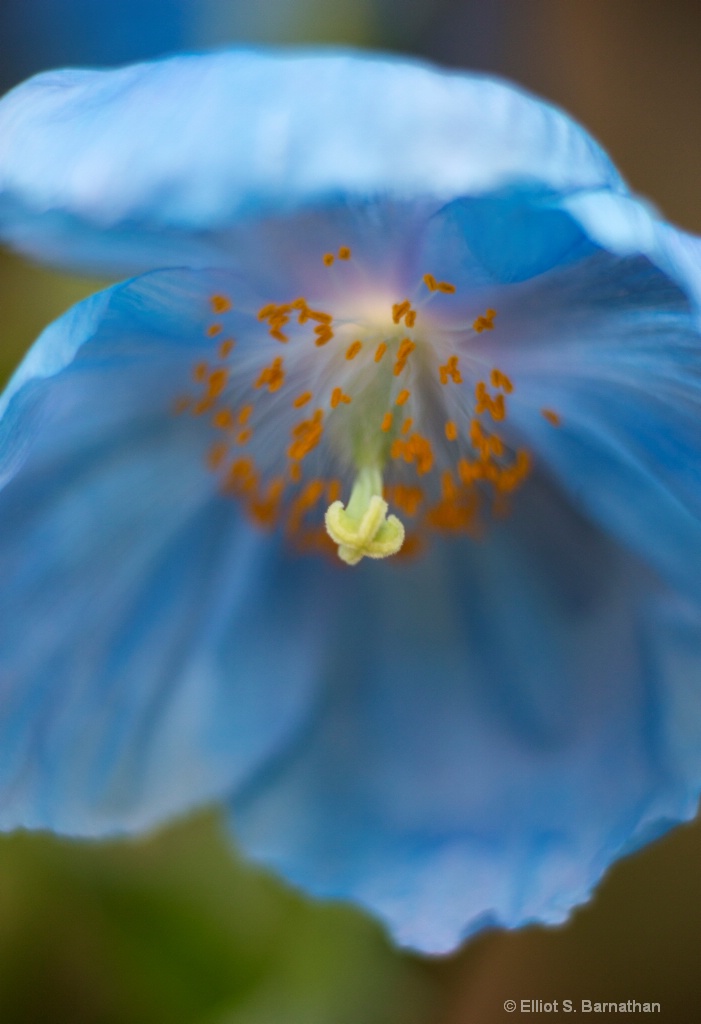 Blue Poppy 8