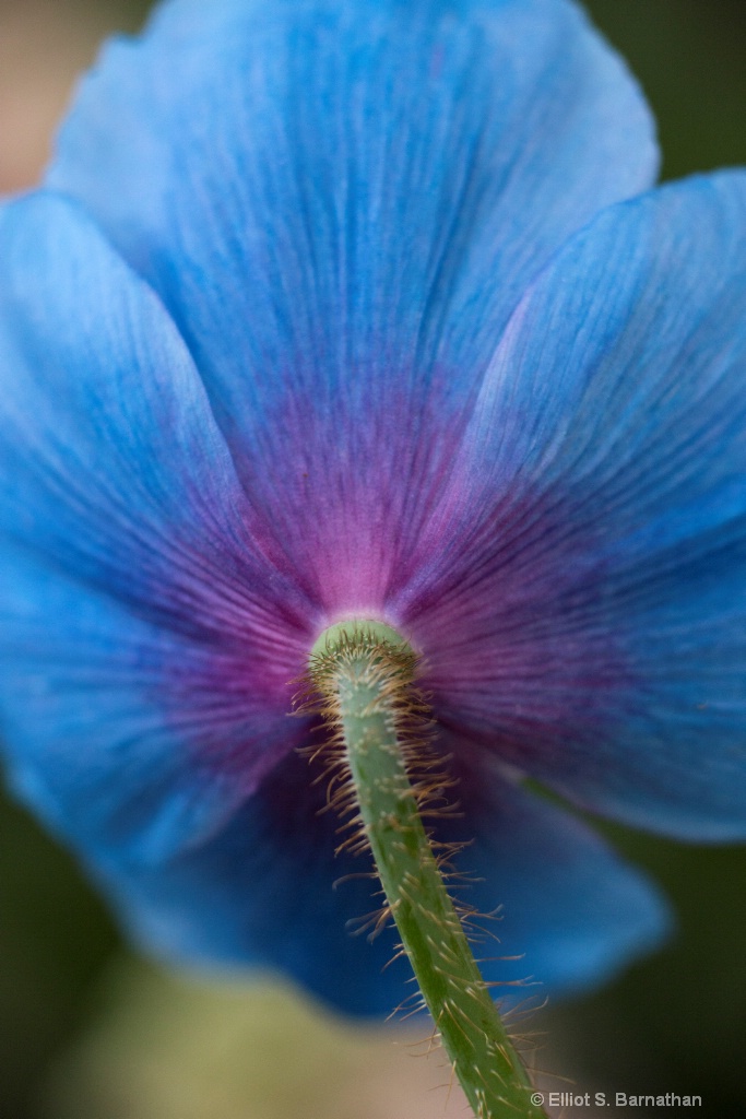 Blue Poppy 7