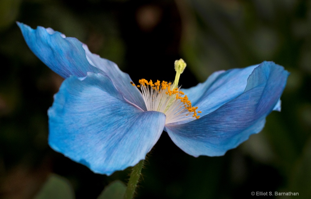 Blue Poppy 5