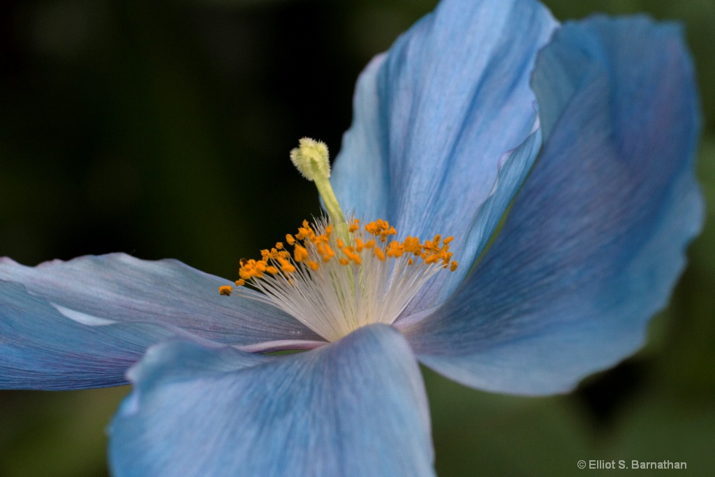 Blue Poppy 4