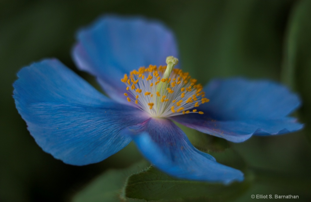 Blue Poppy 3