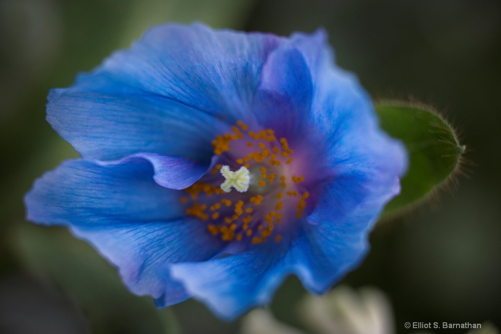 Blue Poppy 2