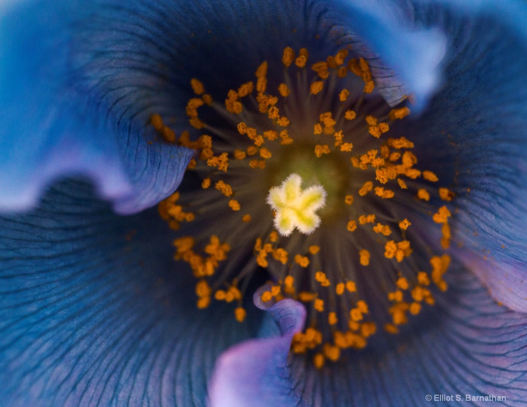 Blue Poppy 1