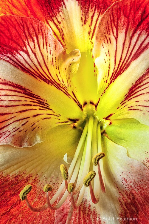 inside view of Amaryllis