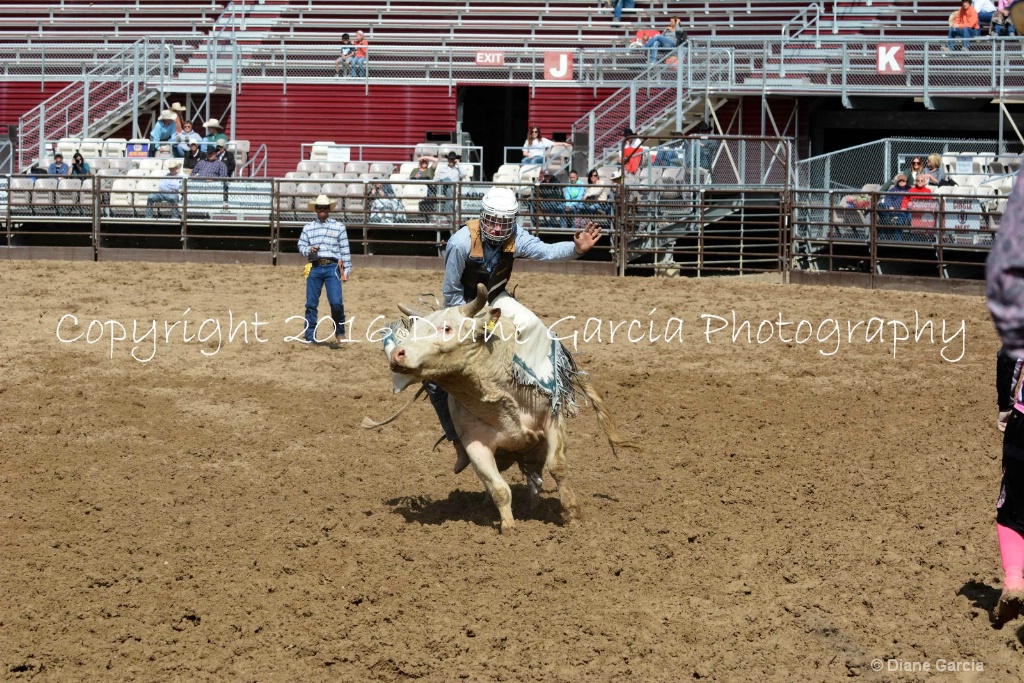 UHS Rodeo SF16 Bulls 67.JPG