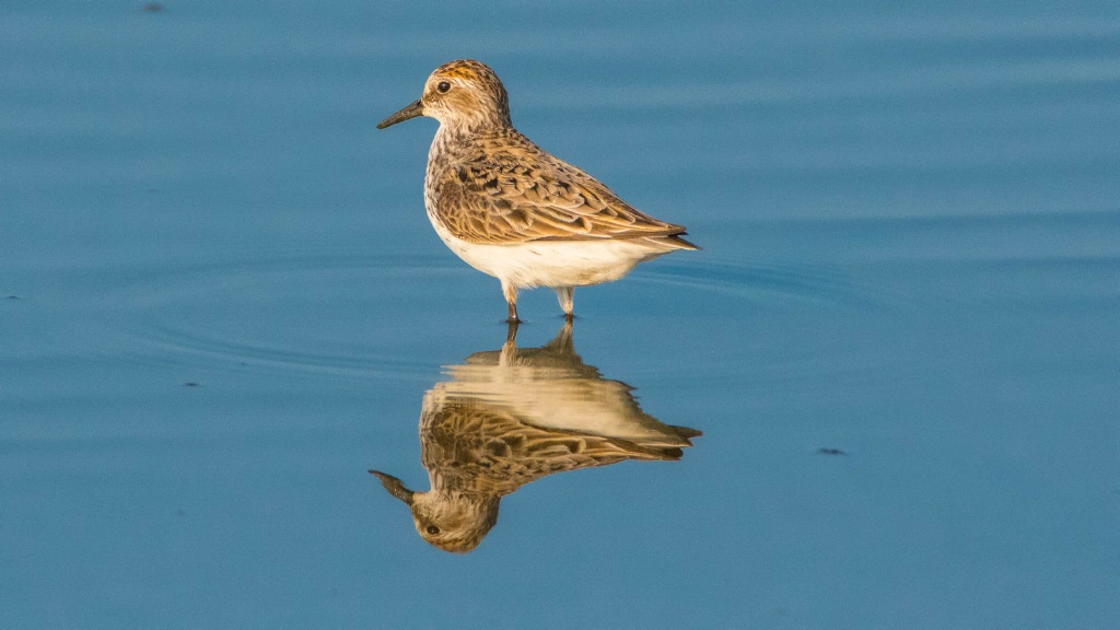 Semipalmated Sandpiper