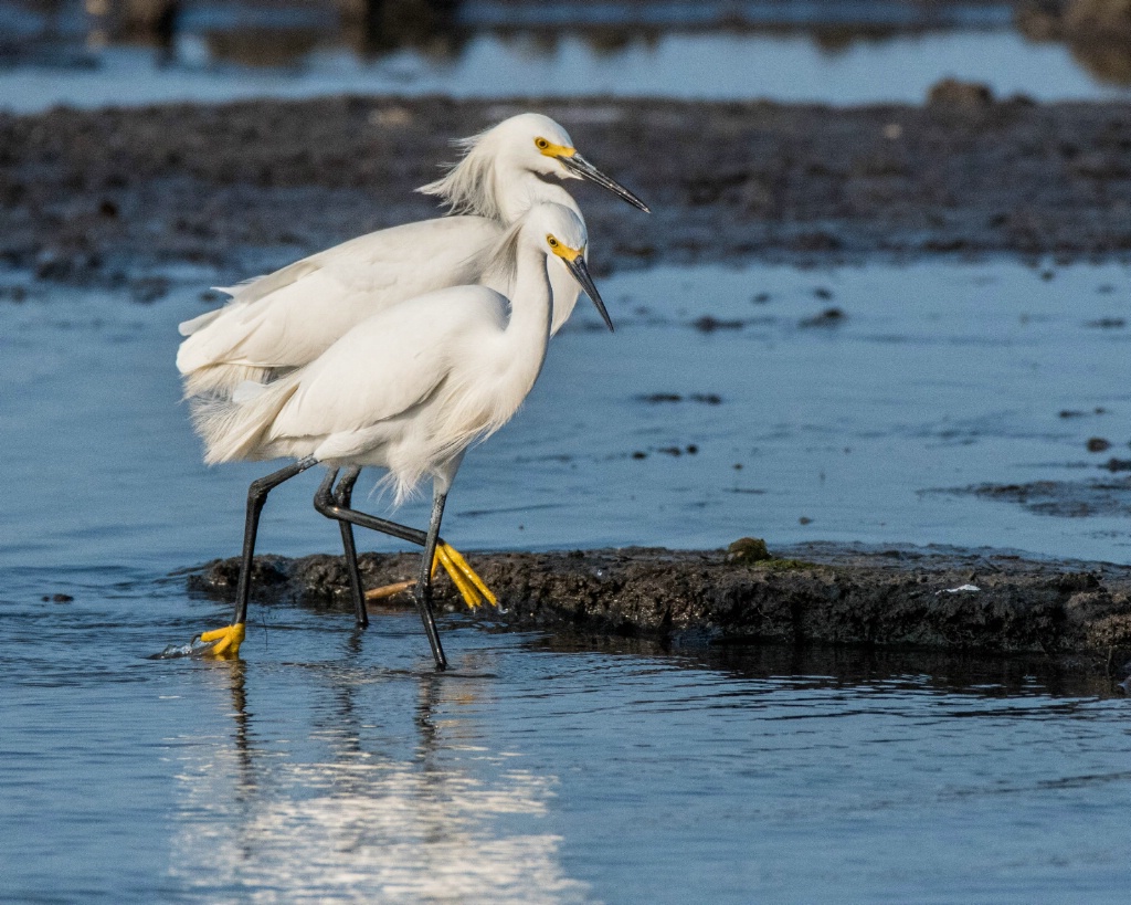 Snowy Egrets