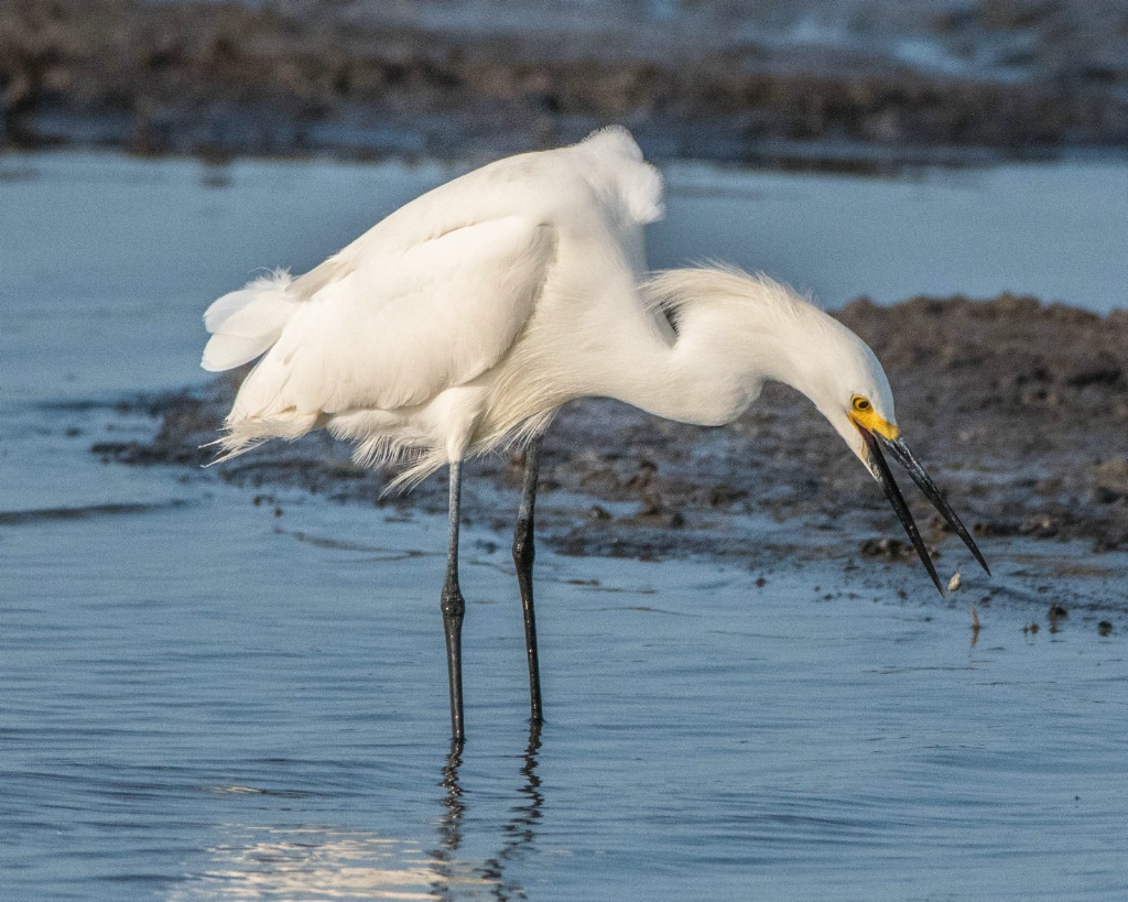 Snowy Egret