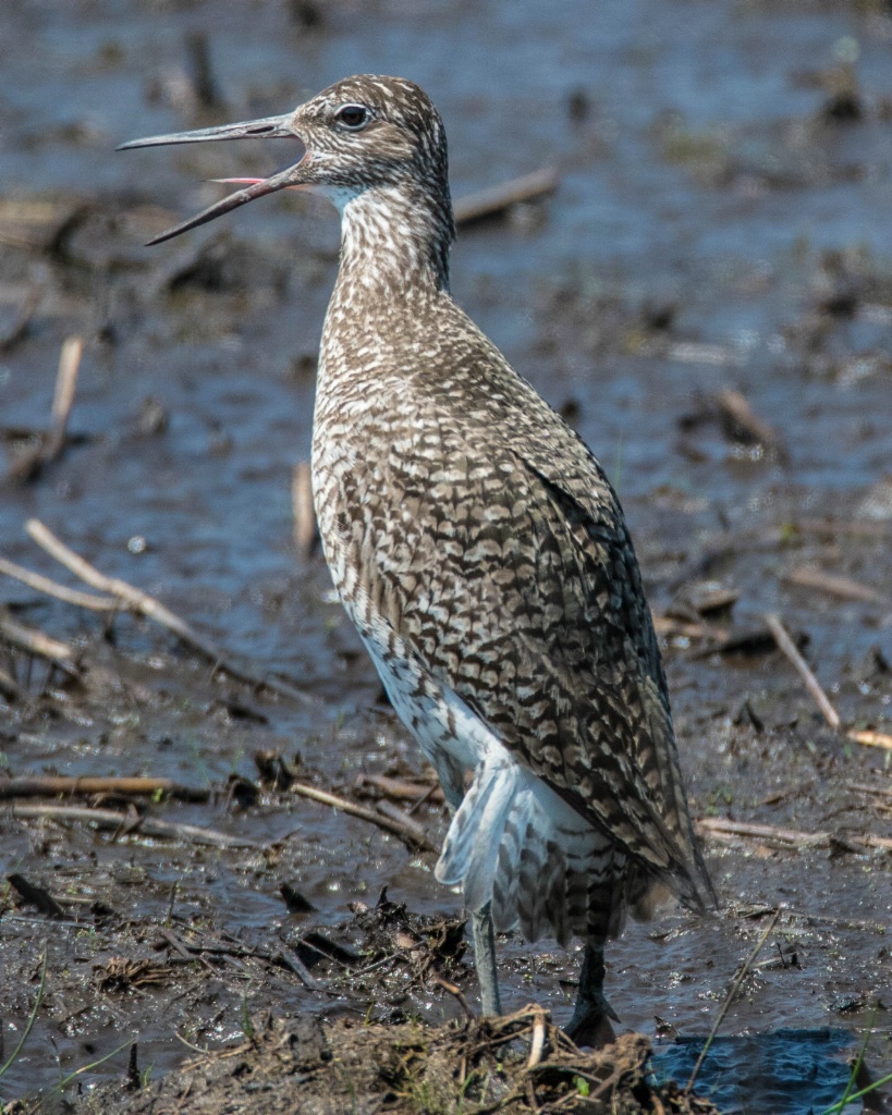 Willet