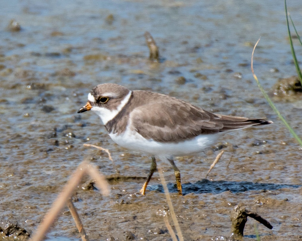 Semipalmated Plover