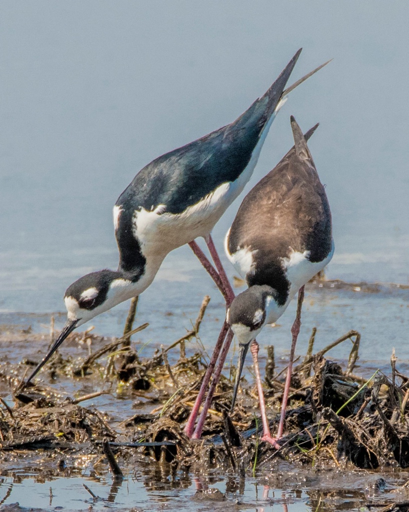 Black Neck Stilt Couple