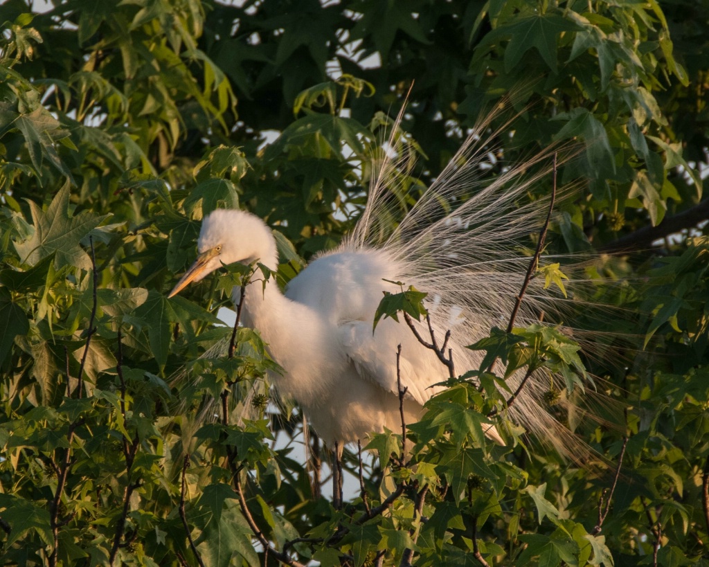 Great Egret