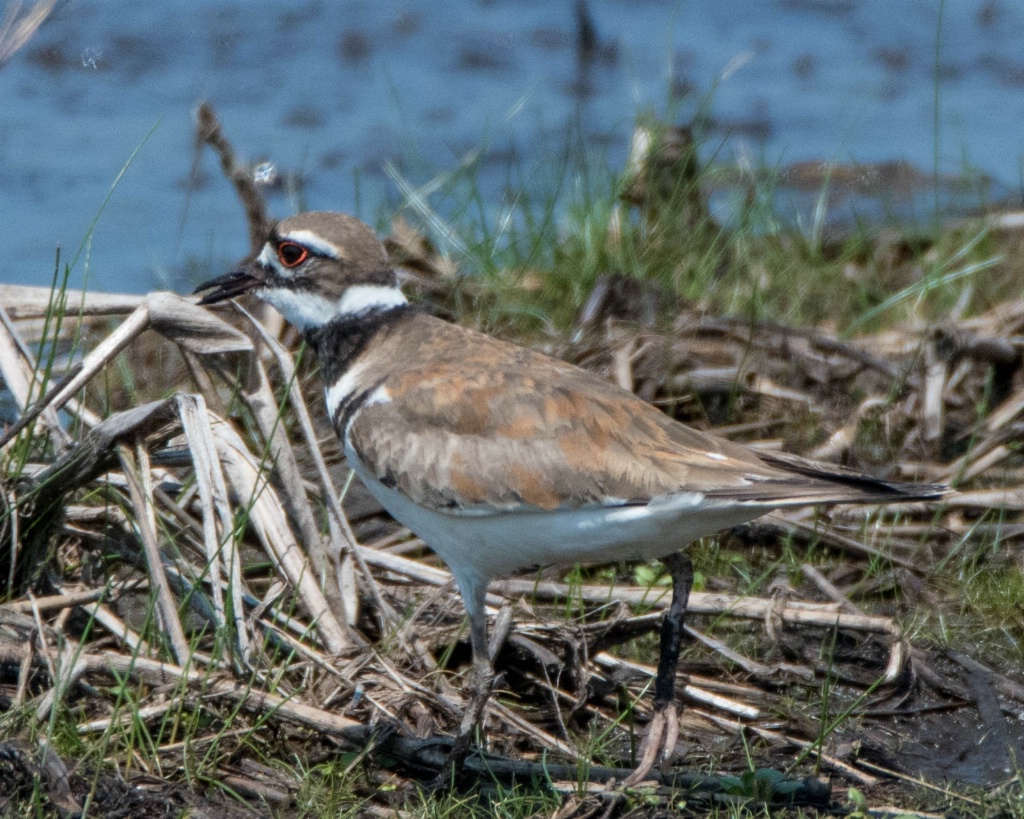 Semipalmated Plover