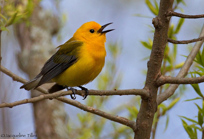 Prothonotary Warbler