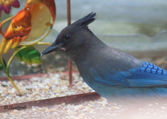 Mr. Blue Jay