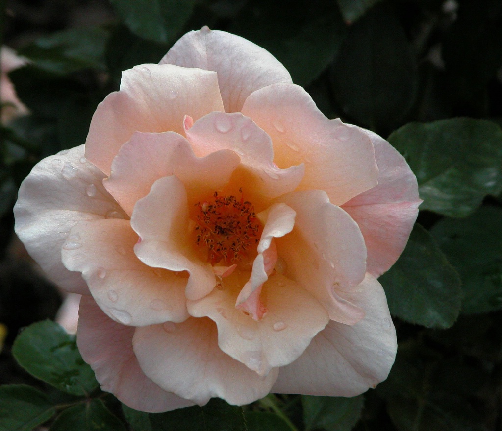 Hybrid Tea Rose: Nancy Reagan