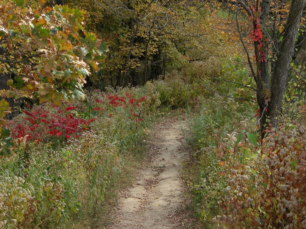 Autumn walk through Badger Ridge