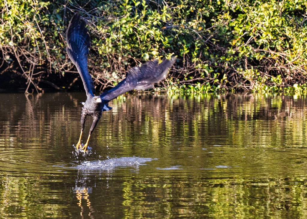 black Hawk with catch