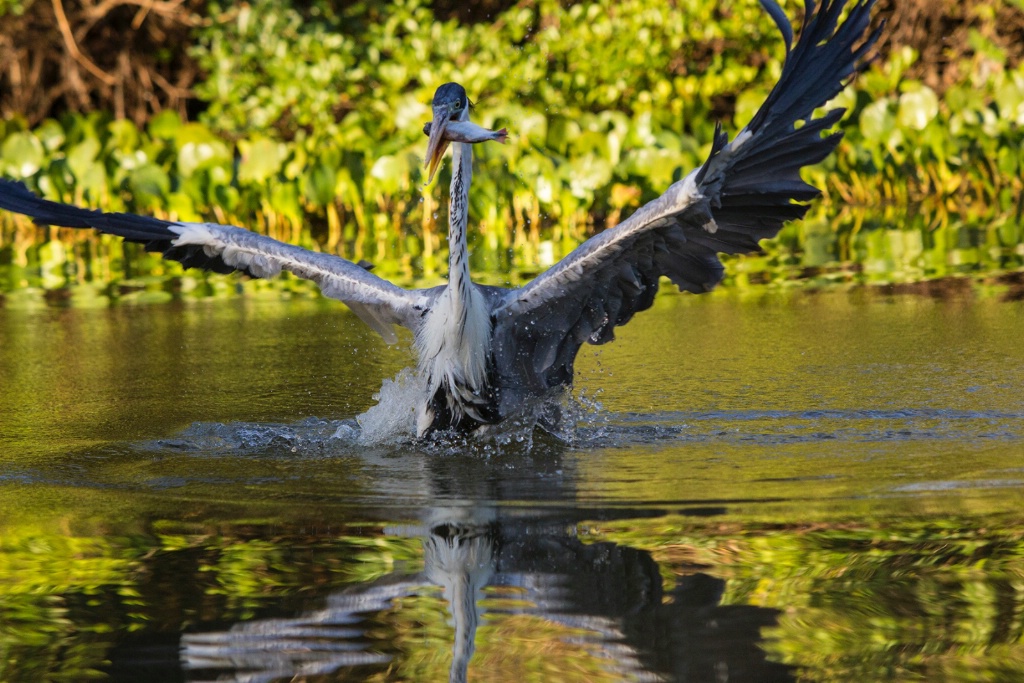 Heron fishing