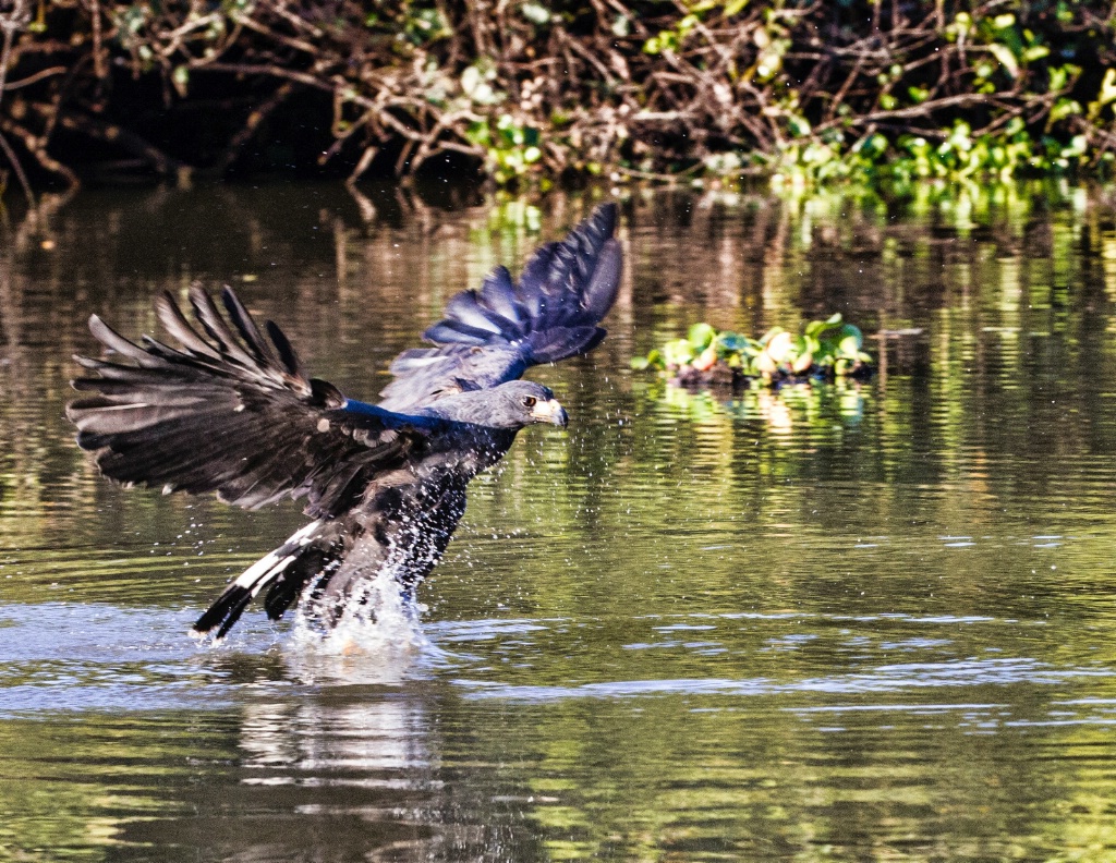 black hawk Fishing