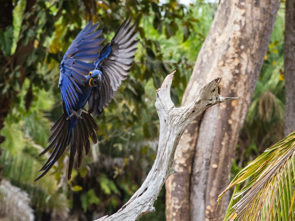 hyacinth Macaw