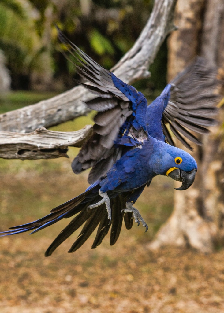 hyacinth Macaw 