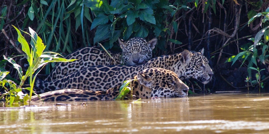 jaguar mother and two cubs hunting