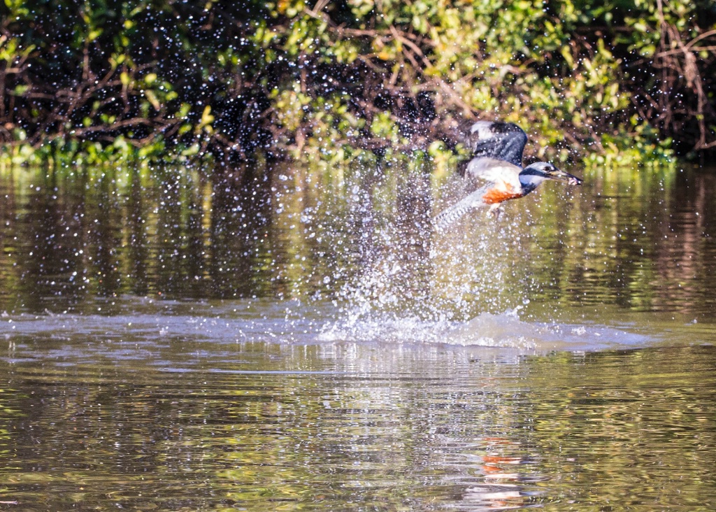 ringtail Kingfisher catching fish