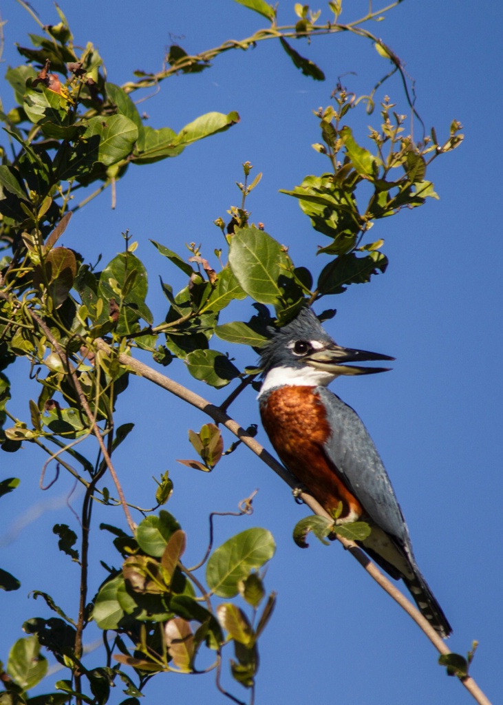 ring Tail Kingfisher