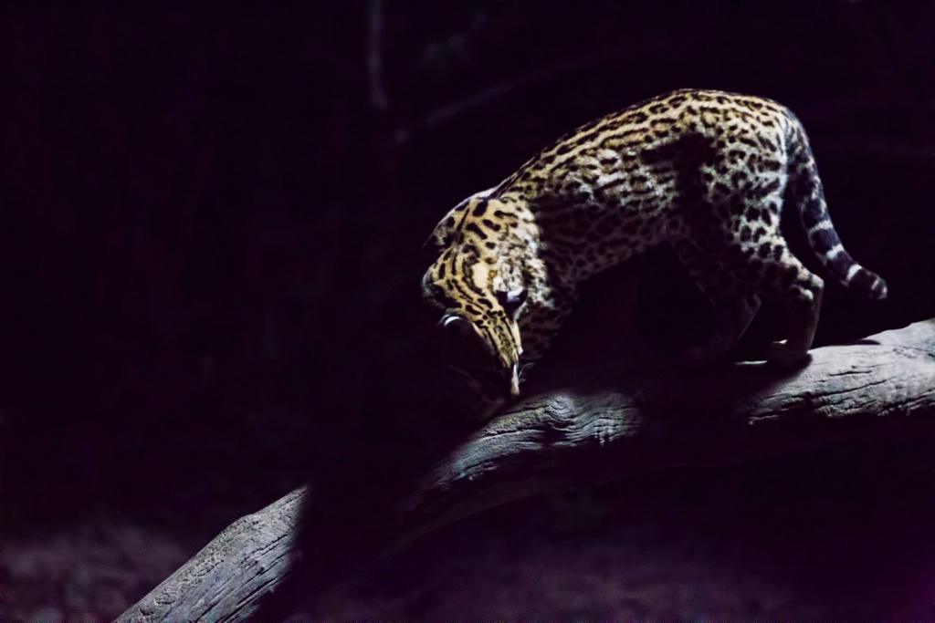 ocelot 