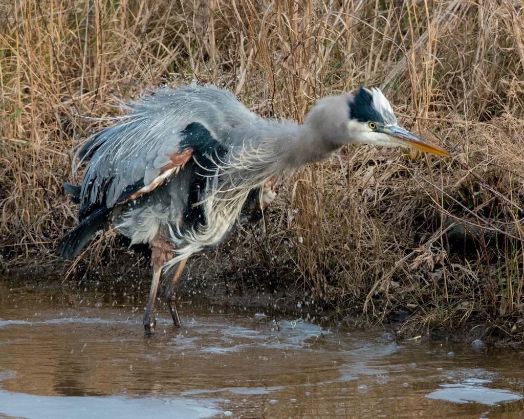 Shakin' it Great Blue Heron