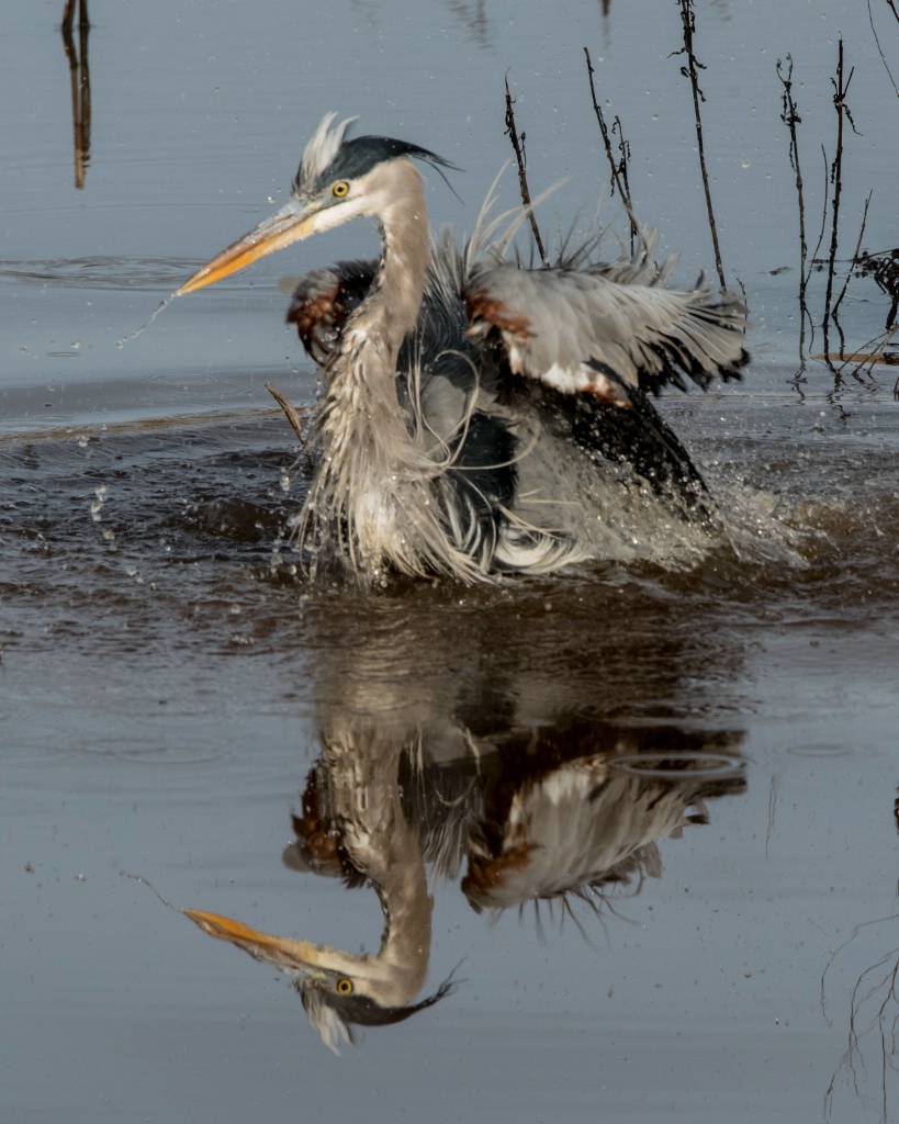 Great Blue Heron Bathing