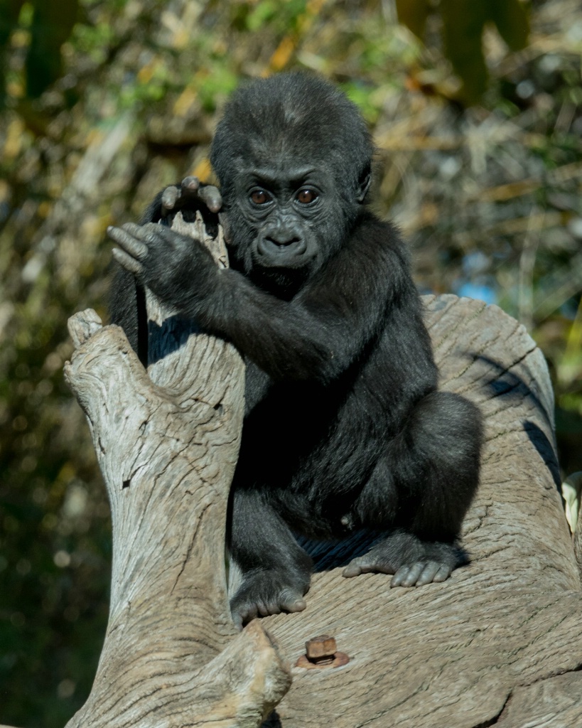 Baby Gorilla