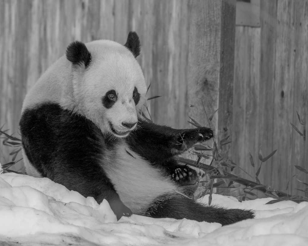 Giant Panda