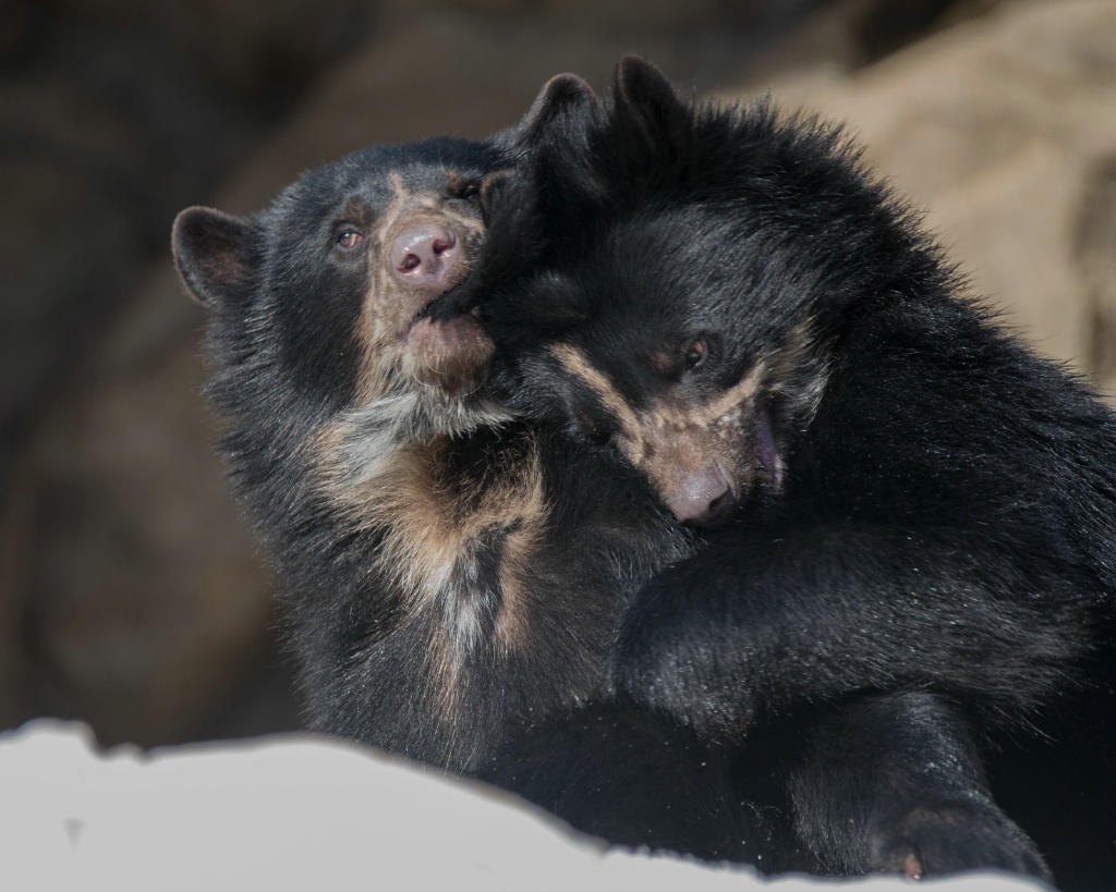 Andean Bear Cubs