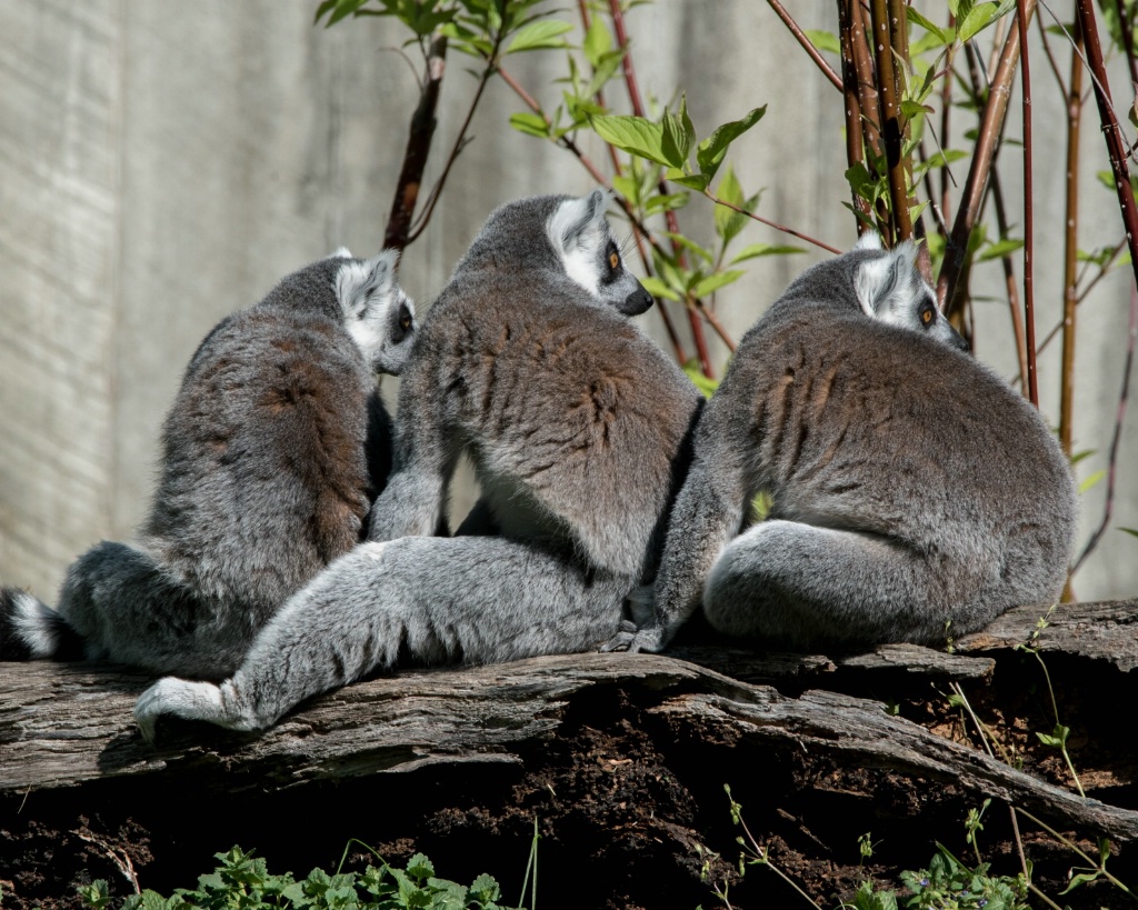 Hear No Evil, See No Evil, Do No Evil