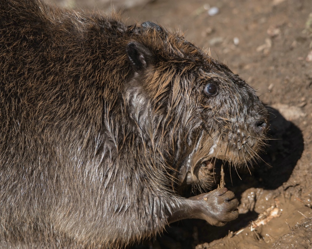 Munching Beaver