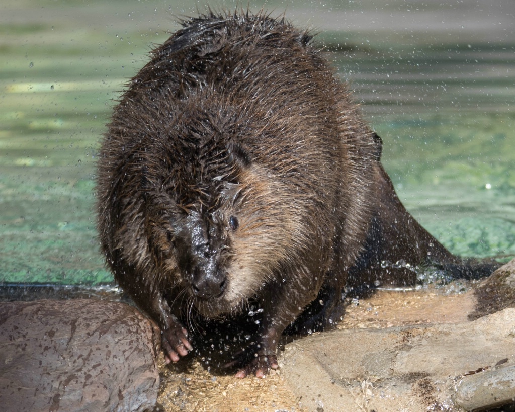 Beaver Anyone?