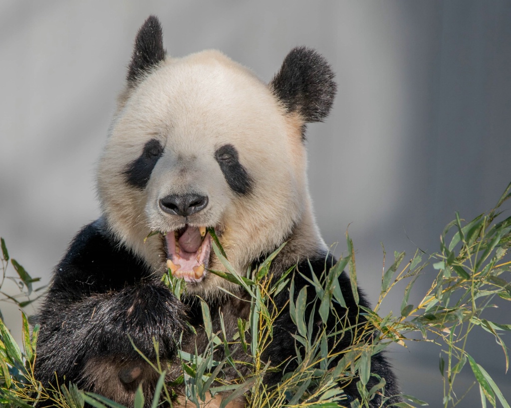 Panda Lunch Time